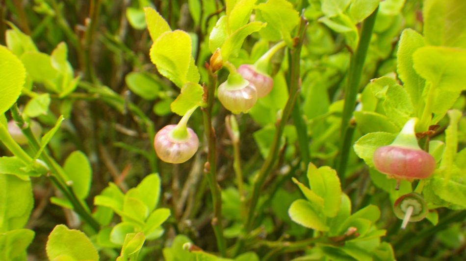 2019-05-01 16 Vaccinium myrtillus or Bilberry.jpg